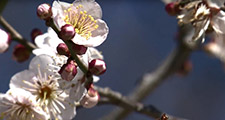 Soto Zen Buddhism