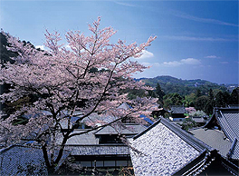 Magnificent cherry trees in full bloom at the Koshoji