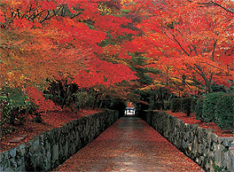 Maples along Kotozaka slope