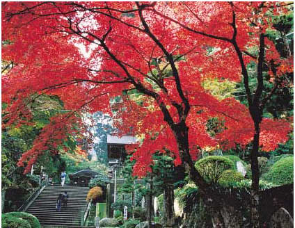 Brilliant autumnal foliage calms pilgrims' minds.